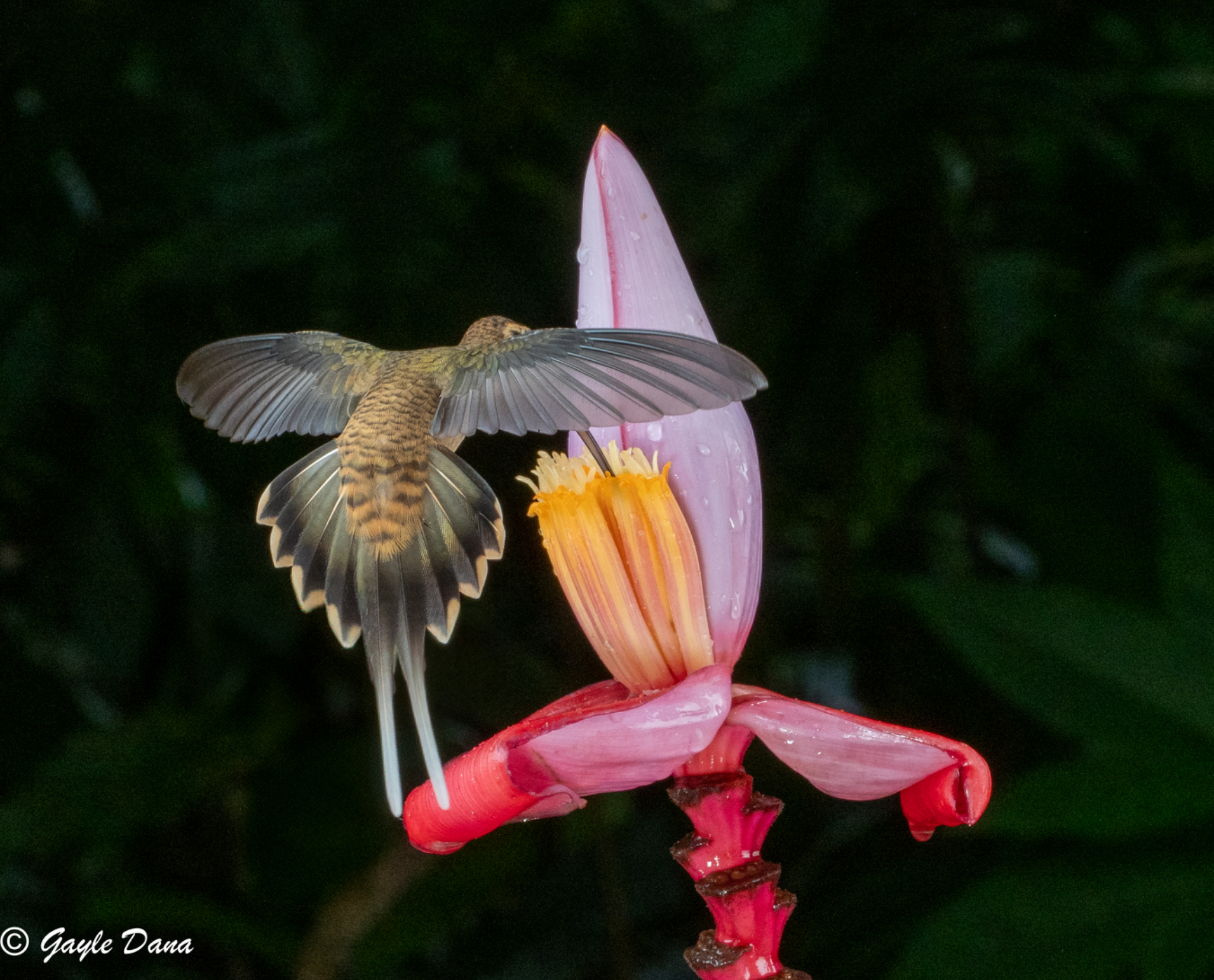 Long billed Hermit back